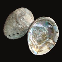Abalone Shell - Medium