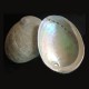 Abalone Shell - X-Large