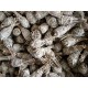 WHITE SAGE Smudge Stick USA - Torch / Bulb Style - LARGE